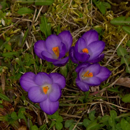 Krókus Flower Record - Crocus vernus - predaj cibuľovín - 3 ks