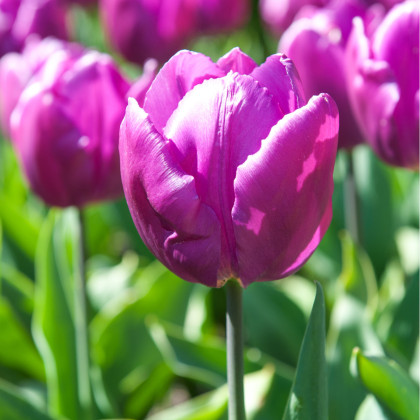 Tulipán Negrita - Tulipa - predaj cibuľovín - 3 ks