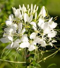 Kleoma tŕnistá biela - Cleome hassleriana - predaj semien - 10 ks