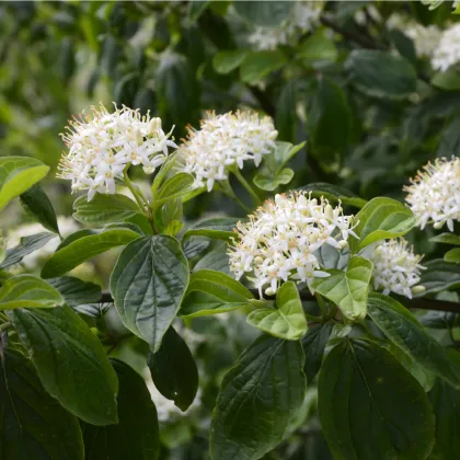 Tavola kalinolistá - Physocarpus opulifolius - semiačka - 8 ks