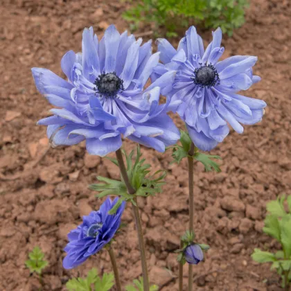 Sasanka Lord Lieutenant - Anemone - predaj cibuľovín - 3 ks