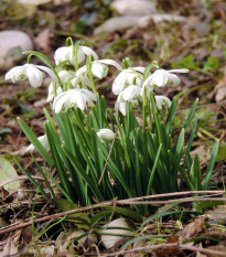 Snežienka plnokvetá - Galanthus nivalis double - predaj cibuľovín - 3 ks