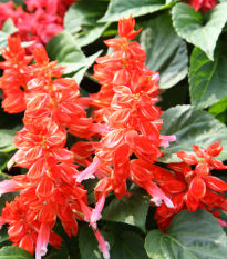 Šalvia žiarivá - Blaze of fire - Salvia splendens - predaj semien - 15 ks