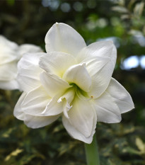 Zornica plnokvetá Jewel - Hippeastrum - predaj cibuľovín - 1 ks