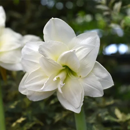 Zornica plnokvetá Jewel - Hippeastrum - predaj cibuľovín - 1 ks