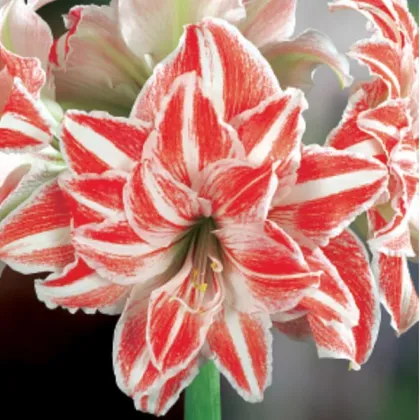 Zornica plnokvetá Dancing Queen - Hippeastrum - predaj cibuľovín - 1 ks