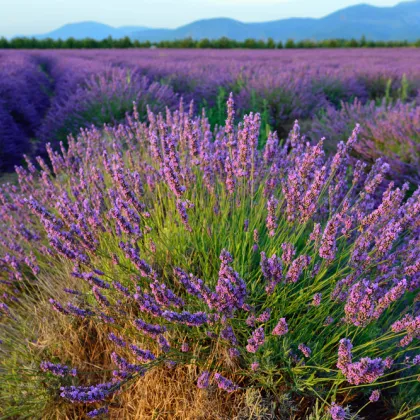 Levanduľa lekárska - Lavandula angustifolia - semiačka - 130 ks