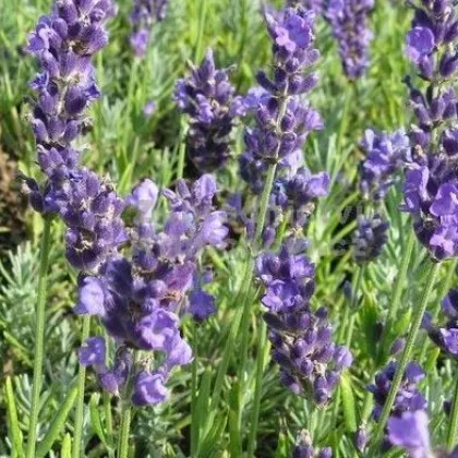 Levanduľa lekárska Lavance špeciál - Lavandula angustifolia - semiačka - 15 ks