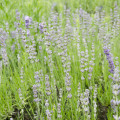 Levanduľa lekárska ružová ŠPECIÁL - Lavandula angustifolia - semiačka - 15 ks