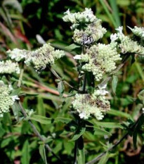 Americká horská mäta - Pycnanthemum pilosum - semiačka - 20 ks