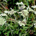 Americká horská mäta - Pycnanthemum pilosum - semiačka - 20 ks