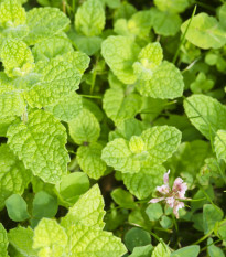 Mäta jablčná - Mentha rotundifolia - Mäta egyptská - semiačka - 25 ks