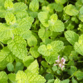 Mäta jablčná - Mentha rotundifolia - Mäta egyptská - semiačka - 25 ks