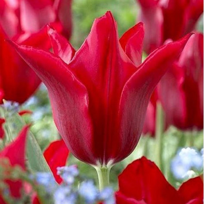 Tulipán Pieter de Leur - Tulipa - predaj cibuľovín - 3 ks