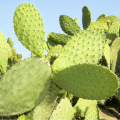 Opuncia - Indiánske figy - Opuntia compressa -semiačka - 7 ks