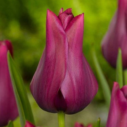 Tulipán Merlot - Tulipa - predaj cibuľovín - 3 ks