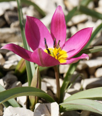 Tulipán Eastern Star pulchella - Tulipa - predaj cibuľovín - 3 ks