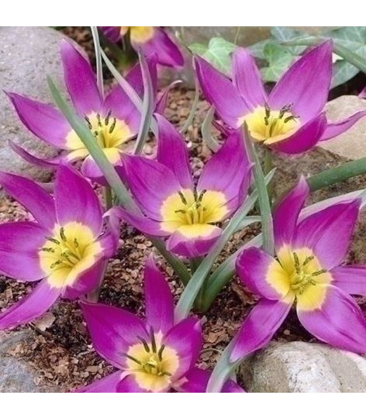Tulipán Eastern Star pulchella - Tulipa - predaj cibuľovín - 3 ks