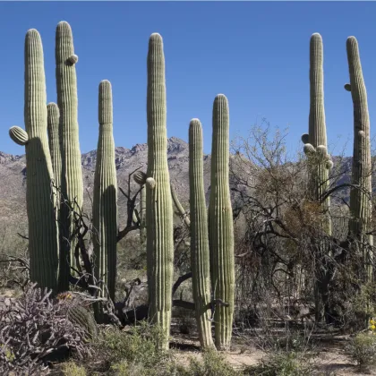 Saguaro - Carnegiea gigantea - semiačka - 5 ks