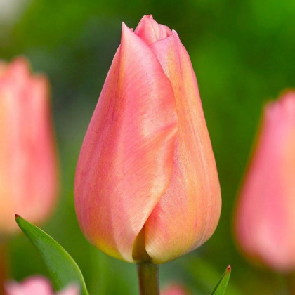 Tulipán Apricot Beauty - Tulipa - predaj cibuľovín - 3 ks