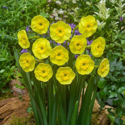 Narcis Sun Disc - Narcissus jonquilla - predaj cibuľovín - 3 ks