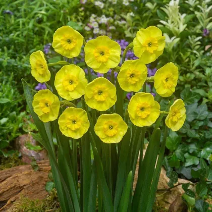 Narcis Sun Disc - Narcissus jonquilla - predaj cibuľovín - 3 ks