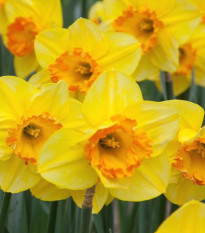 Narcis Early Flame - Narcissus - predaj cibuľovín - 3 ks