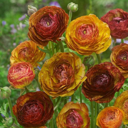 Iskerník plnokvetý Picotee café - Ranunculus asiaticus - predaj cibuľovín - 3 ks