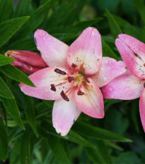 Ľalia Pink Pixie - Lilium - predaj cibuľovín - 1 ks