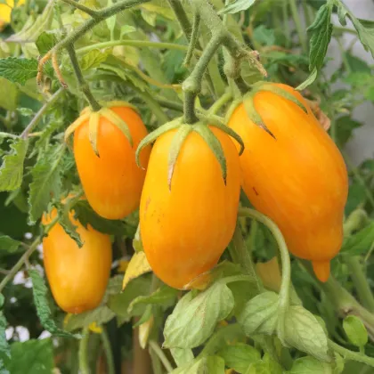 BIO Paradajka Banana Legs - Solanum lycopersicum - predaj bio semien - 7 ks