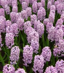 Hyacint Splendid Cornelia - Hyacinthus - predaj cibuľovín - 1 ks