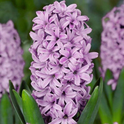 Hyacint Splendid Cornelia - Hyacinthus - predaj cibuľovín - 1 ks