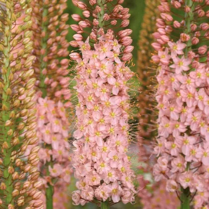 Fakľa Romance - Eremurus - predaj koreňových hľúz - 1 ks