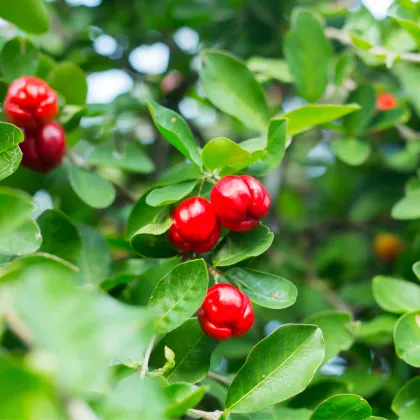 Semienka čerešne Acerola - Malpighia glabra - Barbadorská čerešňa - predaj semien - 4 ks