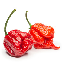 Chilli 7 Pot Primo - Capsicum chinense - predaj semien - 6 ks