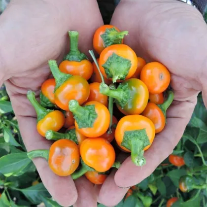 Chilli Koral oranžové - Capsicum annuum - predaj semien - 7 ks