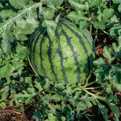 Vodný melón Saskatchewan - Citrullus lanatus - predaj semien - 6 ks
