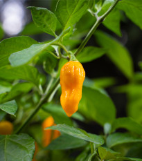 Chilli Bleeding Jigsaw - Capsicum chinense - predaj semien - 7 ks