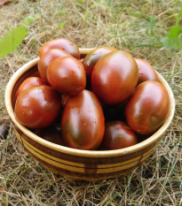 Paradajka Black Plum - Solanum lycopersicum - predaj semien - 6 ks