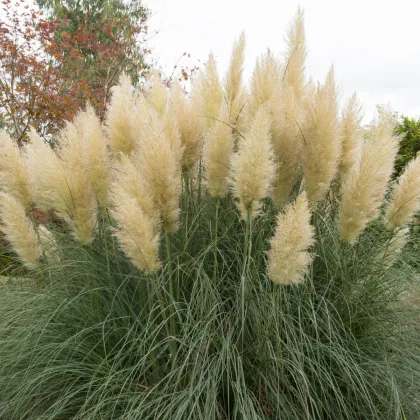 Pampas strieborný - Cortaderia selloana - semiačka - 10 ks