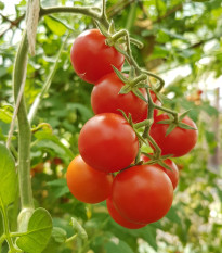 Paradajka Resibella - Solanum lycopersicum - predaj semien - 6 ks