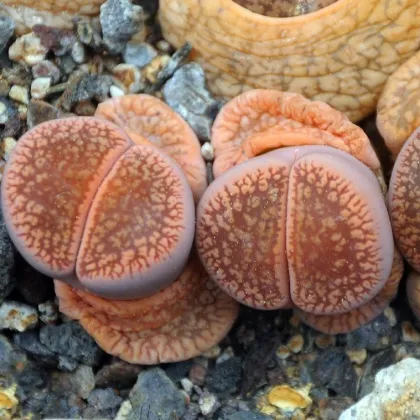 Lithops euniceae Fluminalis - predaj semien - 10 ks