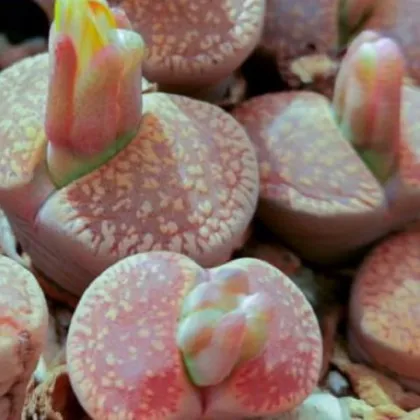 Lithops aucampiae Rudesheim Shiraz - predaj semien - 10 ks