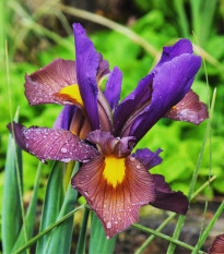 Kosatec Red Ember - Iris hollandica - predaj cibuľovín - 3 ks