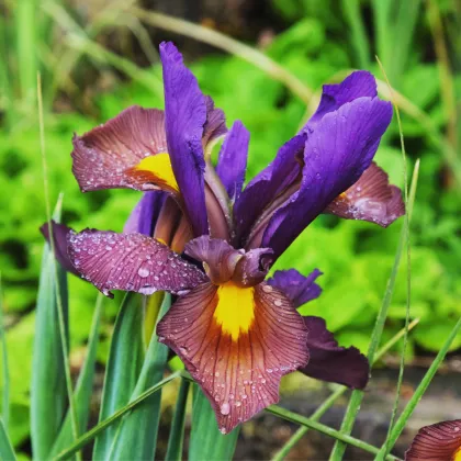 Kosatec Red Ember - Iris hollandica - predaj cibuľovín - 3 ks