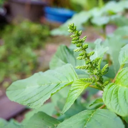 Láskavec Green Giant - Amaranth tricolor - predaj semien - 400 ks