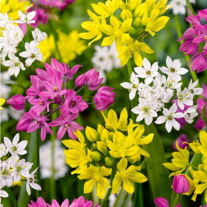 Cesnak drobnokvetý zmes farieb - Allium - predaj cibuľovín - 5 ks