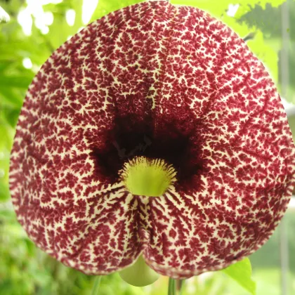 Podražec elegantný - Aristolochia - predaj semien - 5 ks