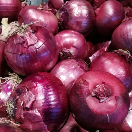 Cibuľa sadzačka zimná Rote Winter - Allium cepa - predaj cibuľovín - 50 ks