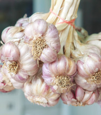 Sadbový Cesnak Germidour - Allium sativum - nepaličiak - predaj cibulí cesnaku - 1 balenie